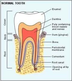 Root canal treatment at best dental clinic.jpg